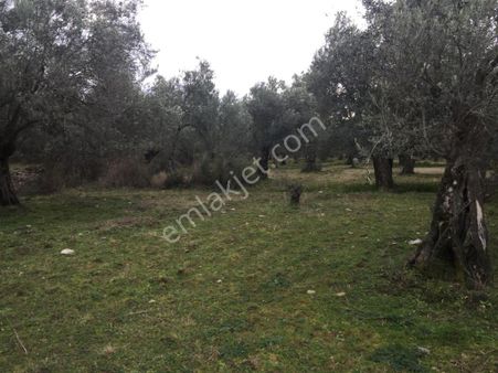 Edremit Gaziilyas Mahallesi 540 M2 Zeytinlik