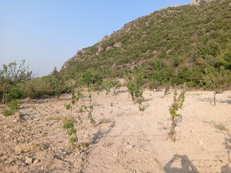 Akyol Gayrimenkul Den Satlık Meyve Bahçesi Acar Obada