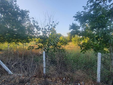 Kuşadası Kirazlı Köyünde Satılık Tek Tapu Tarla