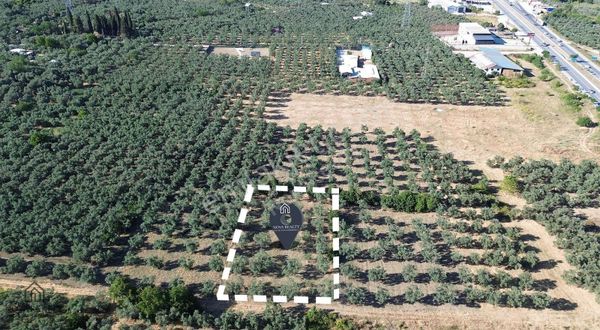 Nova Realty'den Çeltikçi'de Muhteşem Lokasyonlu Zeytinlik