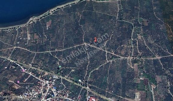 Nova Realty'den Dutluca'da Tarihi İnzik Gölüne Yakın Zeytinlik