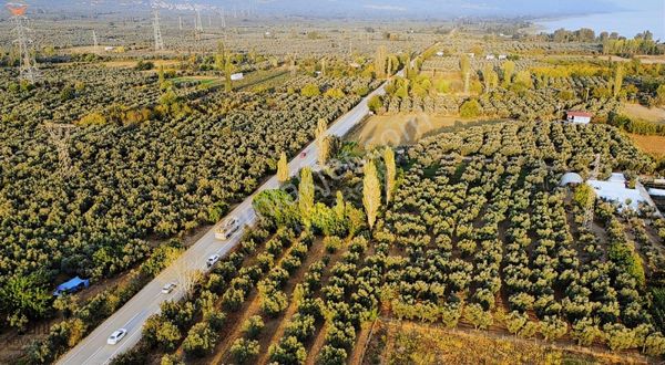 Nova Realty'den İznik Asfaltına Cepheli 1787m² Bakımlı Zeytinlik