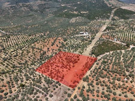 Aydın ,ortaklar Beldesi Balatcık Köyünde Satılık İncir Bahçesi...