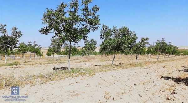 Usak Ulubey Dutluca'da Ceviz Bahcesi