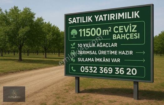 11.500 M² Yatırımlık Ceviz Bahçesi 10 Yaşında, Yüksek Rekolte