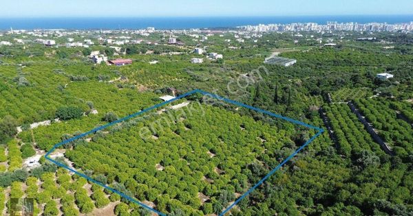 Limonun Cenneti Erdemli'de Satılık Limon Bahçesi...