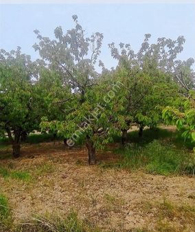 Gürgin Emlak Tan Satılık Ayvacık Köyünde Tarla