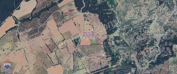 Remax Lavanda Şarköy Camikebir Tarım/yatırım İçin 5,5 Dönüm Bağ