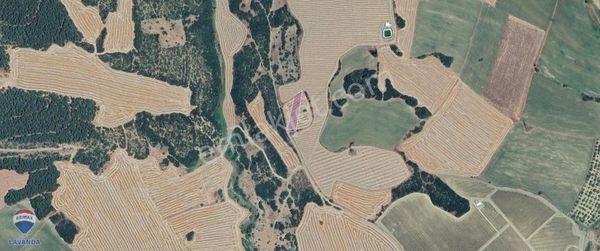 Remax Lavanda Şarköy İstiklal Tarım/yatırım İçin 1305 M2 Tarla