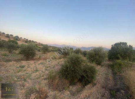 Manisa Yunusemre Yağcılarda Satılık 6.055 M² Tarla