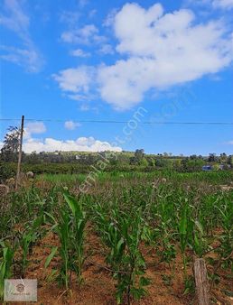 Efirlide Yatırımlık 2.500m2 Satılık Arsa