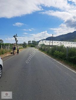 Efirlide Yola Sıfır Satılık 2 Dönüm Fındık Bahçesi