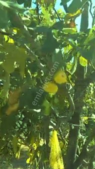 🍃 Germencik - Ortaklar Arasında İncir Bahçesi