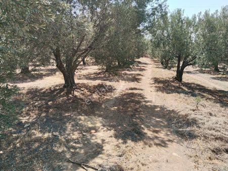 Salihli Uras Gayrimenkul Den Satılık Zeytinlik