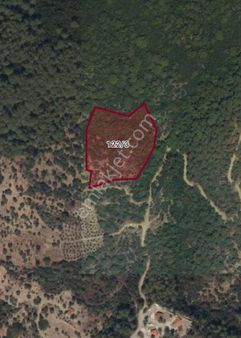 Egeden Emlak Ula Yeşilovada Satılık Zeytinlik