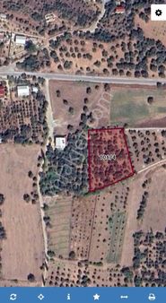 Torbalı Dağkızılca Da Tek Tapu Verimli Zeytin Tarlası