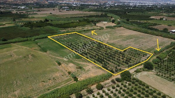 🎉 Atça’da 10.489 M2 Harika Bahçe Satılıktır 🎉