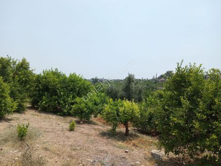Mersin Erdemli Hacaliarpaç Da Satılık 3900 M.kare Lımon Bahçesi