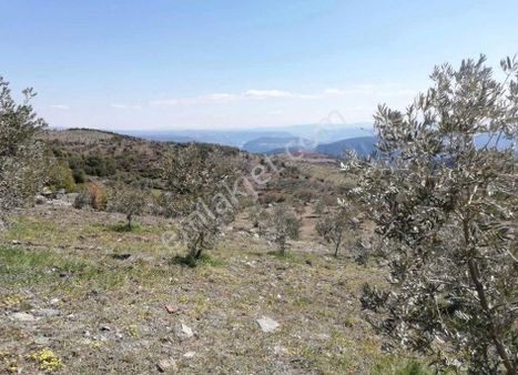 Aydın Bozdoğan Kızıltepe’de Satılık Tarla