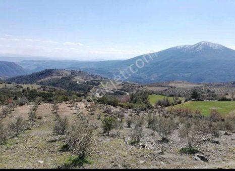 Aydın Bozdoğan Kızıltepe’de Satılık Tarla