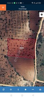 Akyol Gayrimenkul Den Satlık Agaclıda Kadastro Yoluna Sıfır Fıstık Tarlası İmara Yakın