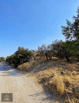 Adil Gayrımenkul'den Satılık Zeytinlik