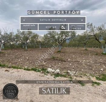Resa Gayrımenkul'den Çavdır Mh Satılık 6117 M2 Zeytinlik