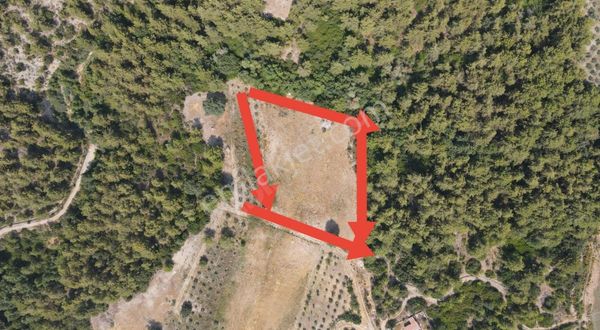 Yaka'da Satılık 2b