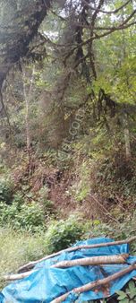 Doğru Karardan Satılık Çalılık -fındıklık