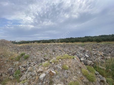 Ayvalık Sarımsaklı Da Satılık 12.000 Metre Kare Villa İmarlı Arsa