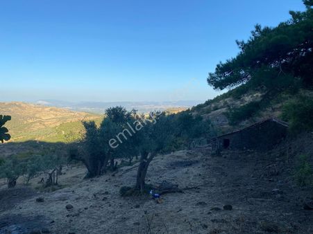 Satılık Eşsiz Doğa Ve Tarih Manzaralı Zeytinlik + Taş Ev