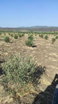 Manisa/kırkağaç Gelenbe Hamitli Köyünde Zeytinli Tarla