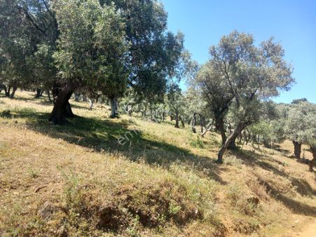 İzmir Bayındır İlçesi Çenikler Mahallesinde  Kelepir Zeytınlıkler