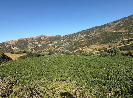 Salihli Karaağaç Mahallesinde Satılık 4 Dönüm Üzüm Bağı/zeytin