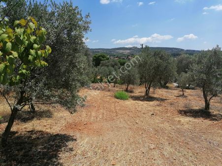 İzmir Buca Da Elektrik Ve Su Bulunan Numaratajı Akınmış Satılık Köşe Bahçe