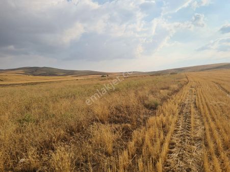 **niğde Uluağaçta Verimli Düz 40 Dönüm Satlık Tarla