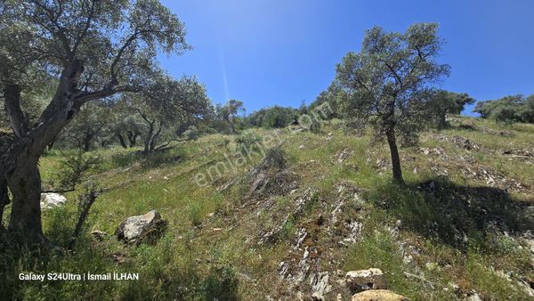 Milas Bafa Da Satilik Zeytinlik