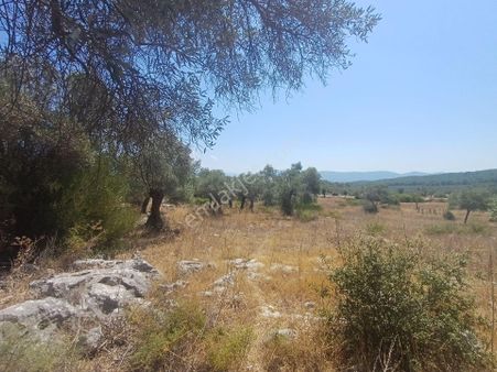Milas Bozbük'de Yola 2. Cephe 14800 M2 Satilik Zeytinlik