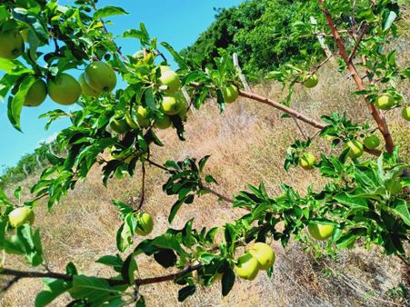 Tekirdağ Şarköy Tepeköy Mahallesi Satılık Hobi Bahçesi