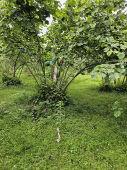 Tirebolu Yılgında Arsa