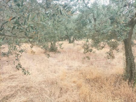 Orhangazi De Kaçırılmayacak Fiyata Zeytinlik