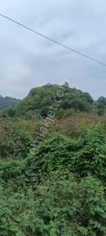 Tirebolu Arageriş Köyü Satılık Arsa