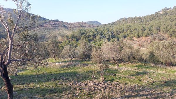 Burhaniye Yunuslar Mahallesi’nde 37.812 M² Yola Cepheli Arazi