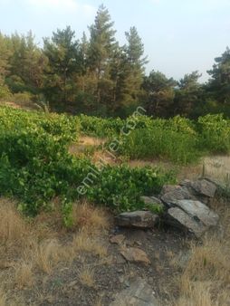 İzmir Bayındır Hisarlık Mahallesi'nde 6400 Metrekare Üzüm Bağı Satılıktır