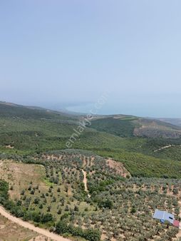 İznik Göl Manzaralı Müstakil Tapulu Bahçe – Acil Satılık!