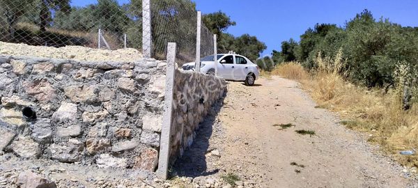 İzmir Torbalı Gold Emlaktan Satılık Tarla Ve Zeytinlik.