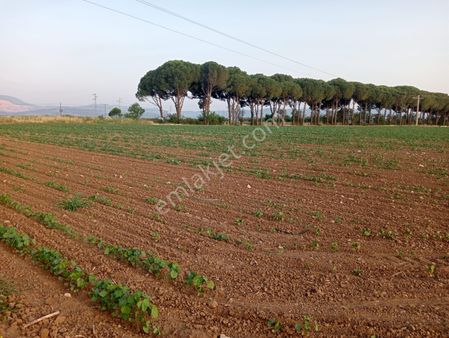 Göçbeyli'de Yola Cepheli Sontajı Bulunan 13.384 M2 Verimli Tarla