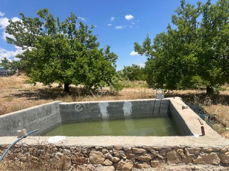 Furkan Doğan’dan Akçadağ Bahri’de 36 Dönüm Kayısı Bahçesi