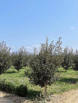 Araç-daire Takasına Uygun 6.352m2 Tek Tapu Satılık Tarla