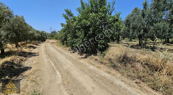 Acara'dan Orhangazi Üreğil'de / 2,925m² Harika Bakımlı Zeytinlik